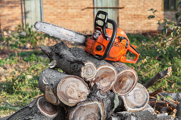 Best Tree Branch Trimming  in Seven Oaks, SC